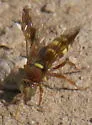 Hoplisoides tricolor - photo 3