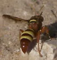 Hoplisoides tricolor - photo 4