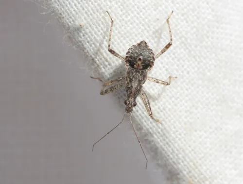 Hoplistoscelis heidemanni