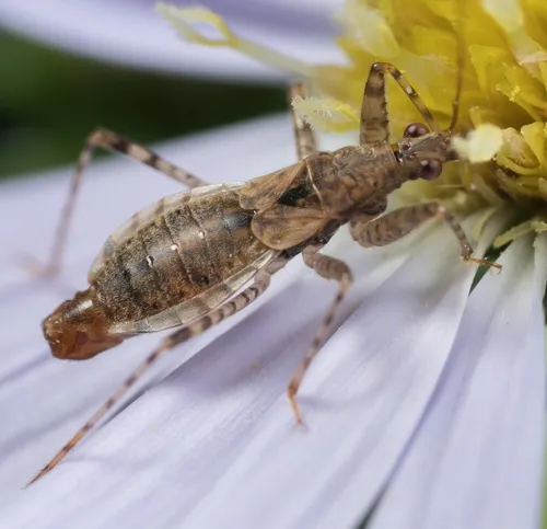 Hoplistoscelis pallescens