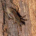 Hoplistoscelis sericans - photo 2
