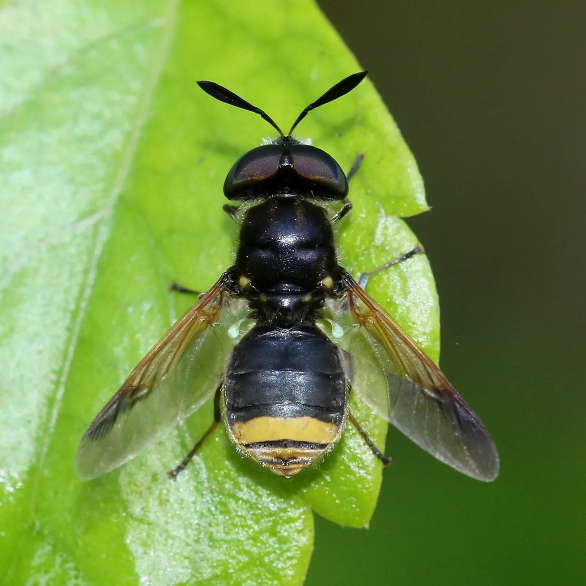 Hoplitimyia mutabilis