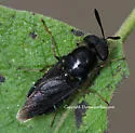 Hoplitimyia subalba