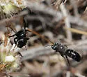 Hoplitis albifrons