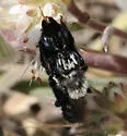 Hoplitis albifrons - photo 2