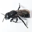 Hoplitis albifrons - photo 3