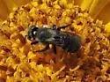 Hoplitis albifrons - photo 4