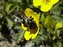 Hoplitis albifrons - photo 5
