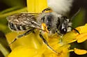 Hoplitis biscutellae