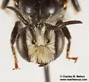 Hoplitis biscutellae - photo 2