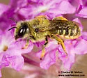 Hoplitis biscutellae - photo 3