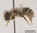 Hoplitis biscutellae - photo 4