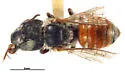 Hoplitis bullifacies