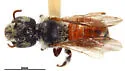 Hoplitis bunocephala - Hoplitis bunocephala