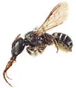 Hoplitis elongaticeps