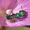 Hoplitis fulgida - Hoplitis fulgida