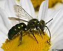 Hoplitis fulgida - photo 2