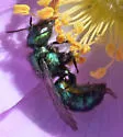 Hoplitis fulgida - photo 3