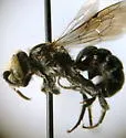 Hoplitis producta - Hoplitis producta