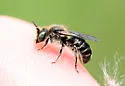 Hoplitis producta - photo 2