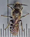 Hoplitis producta - photo 3