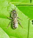 Hoplitis spoliata - photo 3