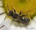 Hoplitis spoliata - photo 4