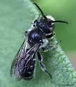 Hoplitis truncata - Hoplitis truncata