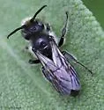 Hoplitis truncata - photo 2