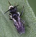 Hoplitis truncata - photo 3