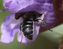 Hoplitis truncata - photo 4