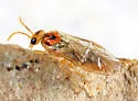 Hoplocampa halcyon - photo 2