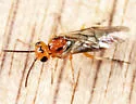 Hoplocampa marlatti