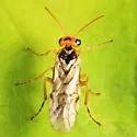 Hoplocampa marlatti - photo 2