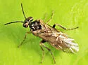 Hoplocampa marlatti - photo 3