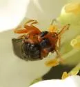 European Apple Sawfly - photo 2