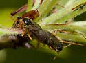 European Apple Sawfly - photo 3