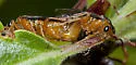 European Apple Sawfly - photo 4