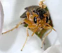 European Apple Sawfly - photo 5