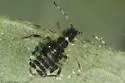 Hoplochaitophorus quercicola