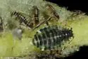 Hoplochaitophorus quercicola - photo 2