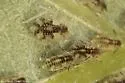 Hoplochaitophorus quercicola - photo 3