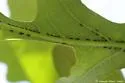 Hoplochaitophorus quercicola - photo 5