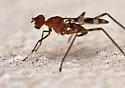 Hoplocheiloma totliana