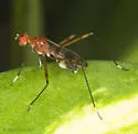 Hoplocheiloma totliana - photo 4