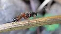 Hoplocryptus notatus