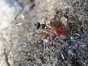 Hoplocryptus notatus - photo 2