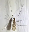 Hoplolabis armata
