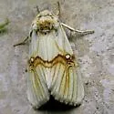 Hoplolythrodes arivaca - Hodges#9770 - Hoplolythrodes arivaca