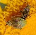 Hoplomachidea consors - Hoplomachidea consors
